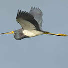 Aigrette tricolore