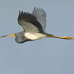 Aigrette tricolore