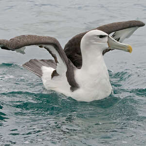 Albatros à cape blanche