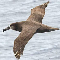 Albatros à pieds noirs