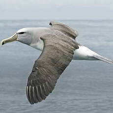 Albatros de Salvin