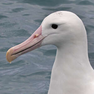 Northern Royal Albatross - Diomedea sanfordi