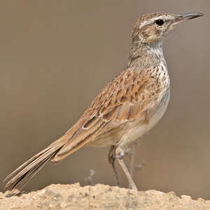 Alouette du Namaland