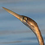 Anhinga d'Afrique