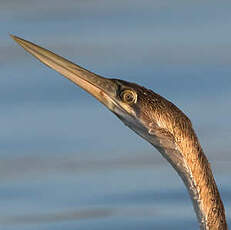 Anhinga d'Afrique