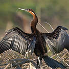 Anhinga d'Afrique
