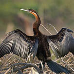 Anhinga d'Afrique
