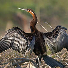 Anhinga d'Afrique