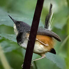 Apalis à col noir