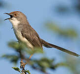 Apalis à front roux