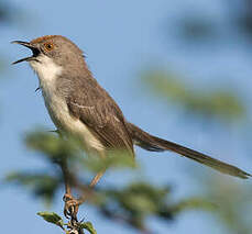Apalis à front roux
