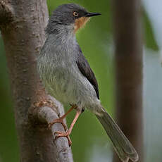 Apalis à gorge marron