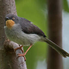 Apalis à gorge marron