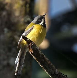 Apalis à gorge noire