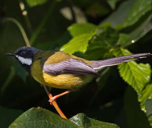 Apalis à gorge noire