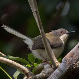 Apalis à gorge rousse