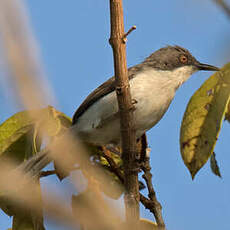 Apalis à tête noire