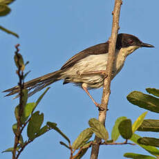 Apalis à tête noire