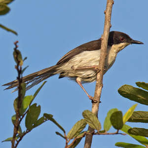 Apalis à tête noire