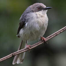 Apalis cendrée