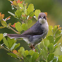 Apalis cendrée