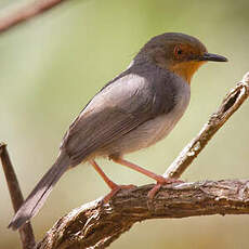 Apalis du Bamenda