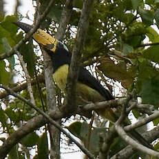 Araçari de Humboldt