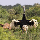 Autruche de Somalie