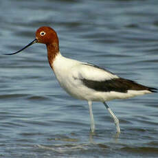 Avocette d'Australie