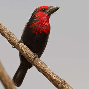 Barbican quifsobalito