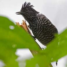 Batara vermiculé