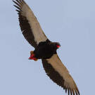 Bateleur des savanes