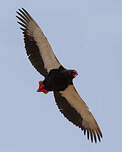 Bateleur des savanes