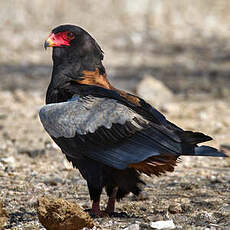 Bateleur des savanes