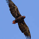 Bateleur des savanes