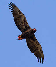 Bateleur des savanes