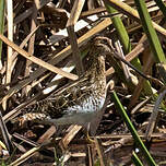 Bécassine africaine