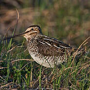 Bécassine de Wilson Gallinago delicata