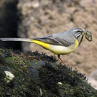 Bergeronnette des ruisseaux