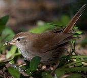 Bouscarle de Cetti