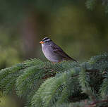 Bruant à couronne blanche