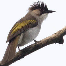 Bulbul à ailes vertes