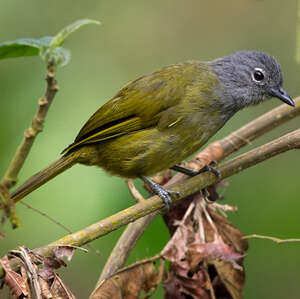 Bulbul à gorge grise