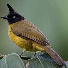 Bulbul à huppe noire