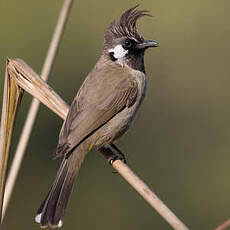 Bulbul à joues blanches