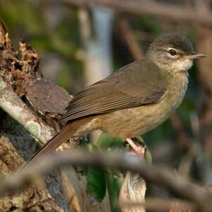 Bulbul à ventre roux