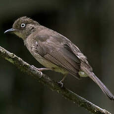 Bulbul aux yeux blancs