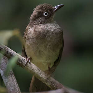 Bulbul aux yeux blancs