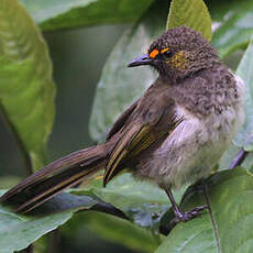 Bulbul bimaculé