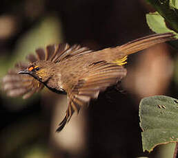 Bulbul bimaculé